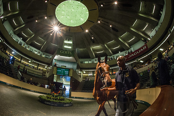 Goffs Orby 2015 -543