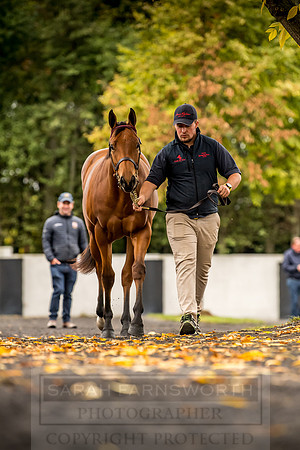 Goffs Orby 2018 Day 1-91