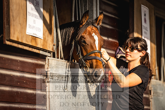 Goffs UK PY24-248