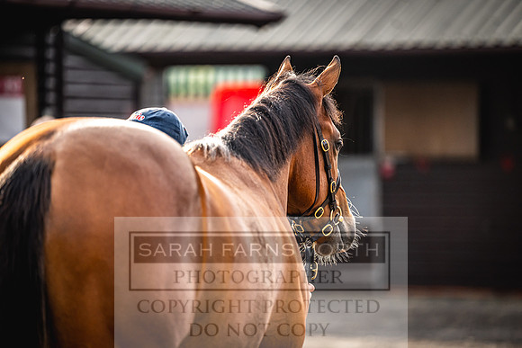 Goffs UK PY24-263