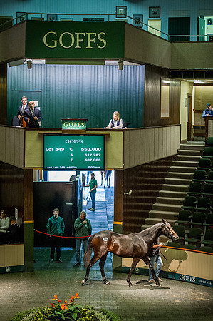 Goffs Orby 2015 -581