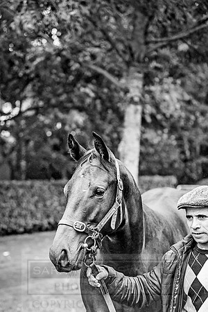 Goffs Orby 2018 Day 2-68