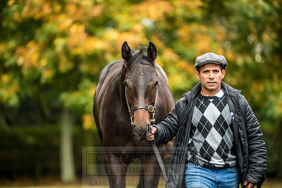 Goffs Orby 2018 Day 2-73