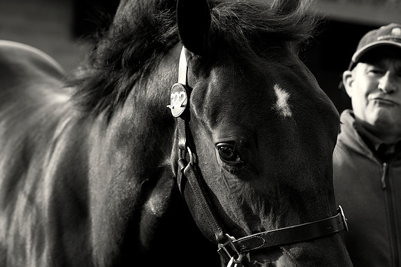 Goffs Orby14 CF1 062 bw