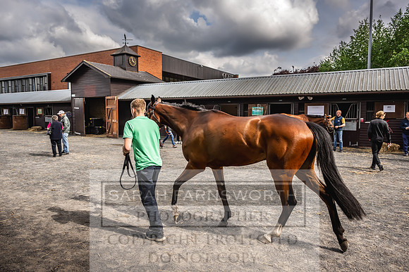 Goffs UK Spring Sale 2024-172