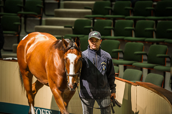Goffs Orby 2015 -247