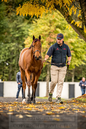 Goffs Orby 2018 Day 1-92