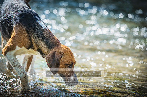 Desmond 040616-241