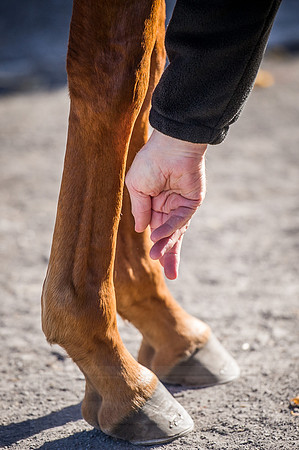 Goffs Orby 2015 -405