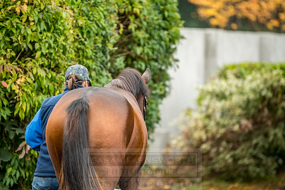 Goffs Orby 2018 Day 2-50