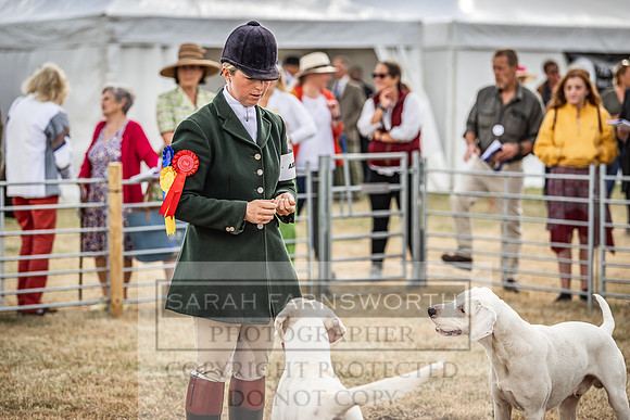 Honiton Hound Show 2022-36