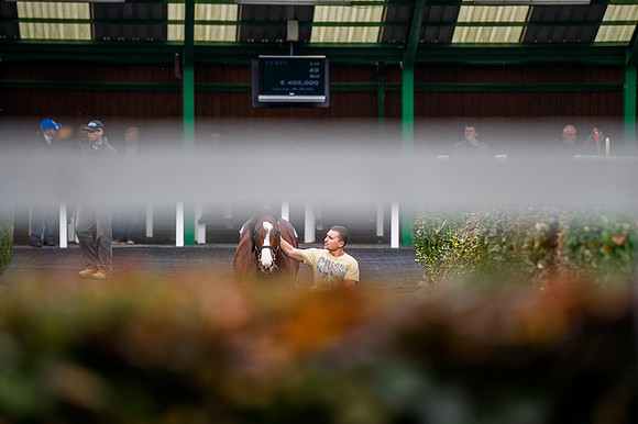 Goffs Orby14 CF5 213