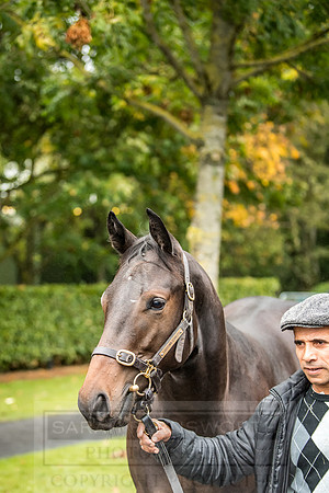 Goffs Orby 2018 Day 2-69
