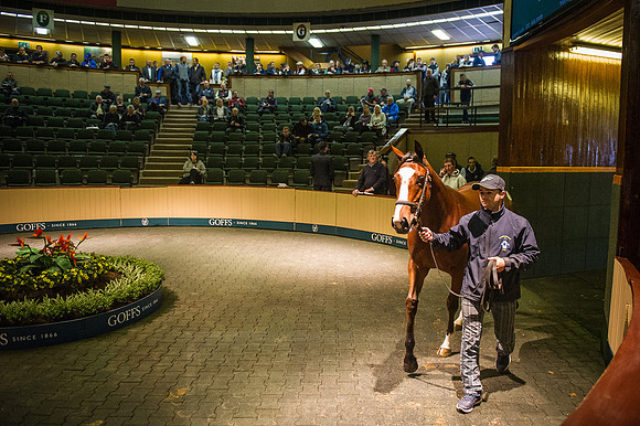 Goffs Orby 2015 -237