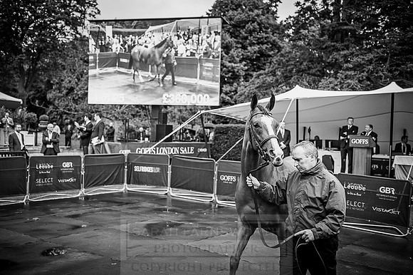 Goffs London Sale 2016-371