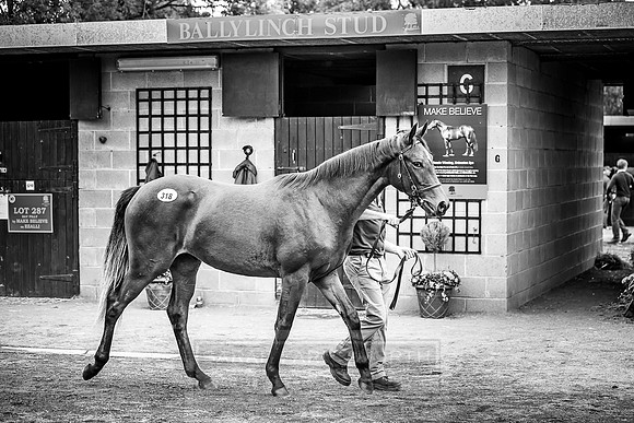 Goffs Orby 2018 Day 2-207