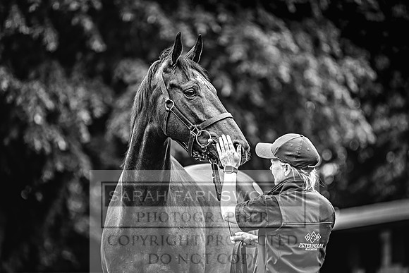 Goffs Land Rover Sale 2022-238