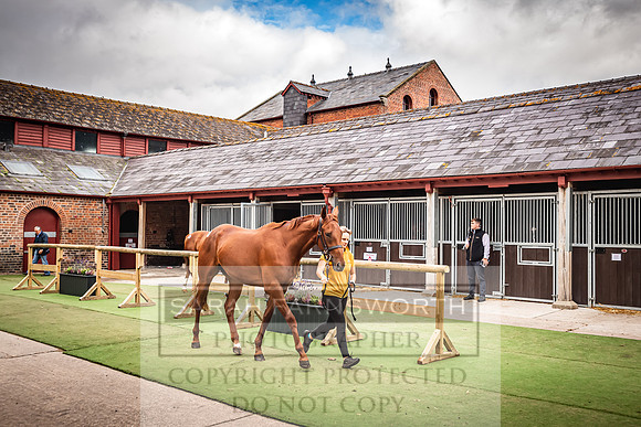 Goffs Yorton Sale 2022-63