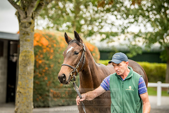 Goffs Orby 2018 Day 2-93