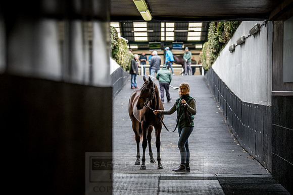 Goffs Orby 2018 Day 1-237