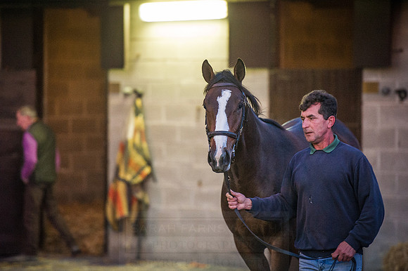 Goffs Orby 2015 -16