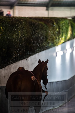Goffs Orby 2018 Day 1-424