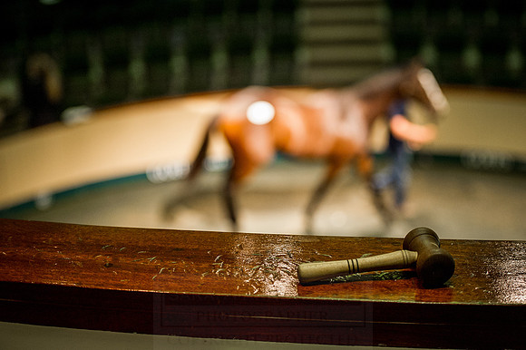 Goffs Orby 2015 -563