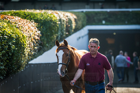 Goffs Orby 2015 -524