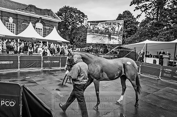 Goffs London Sale 2016-378