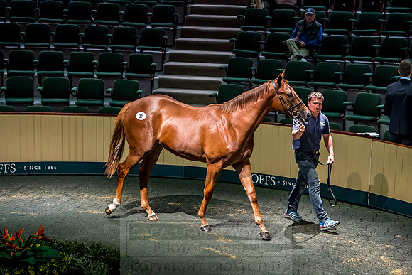 Goffs Orby 2018 Day 1-220