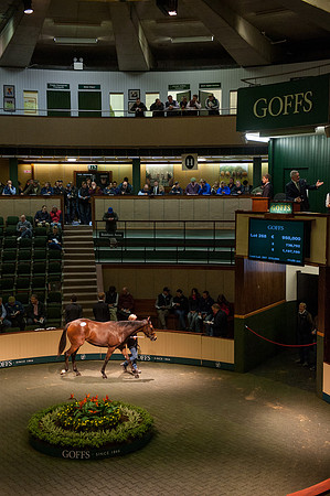 Goffs Orby14 CF9 035