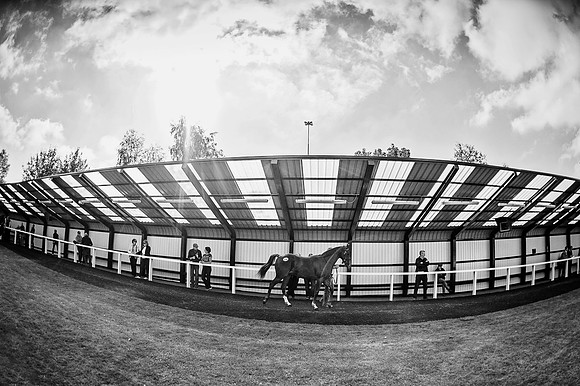 Goffs Orby 2015 -607 bw