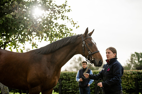 Goffs Orby14 CF1 318