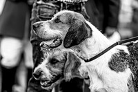 Honiton Hound Show 2022-2