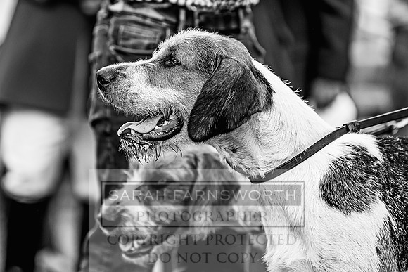 Honiton Hound Show 2022-2