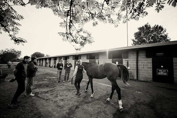 Goffs Orby14 CF4 093 bw