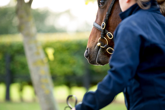 Goffs Orby14 CF1 322
