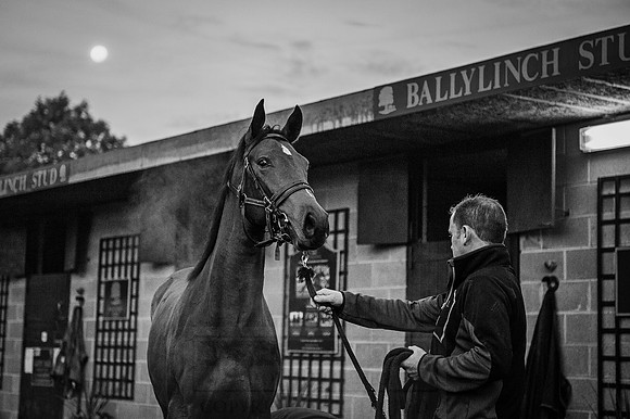 Goffs Orby 2015 -62 bw