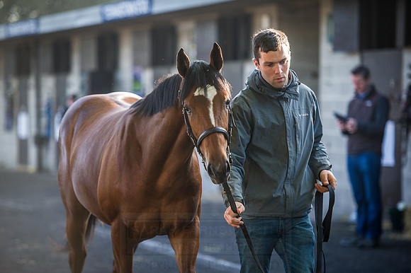 Goffs Orby 2015 -505