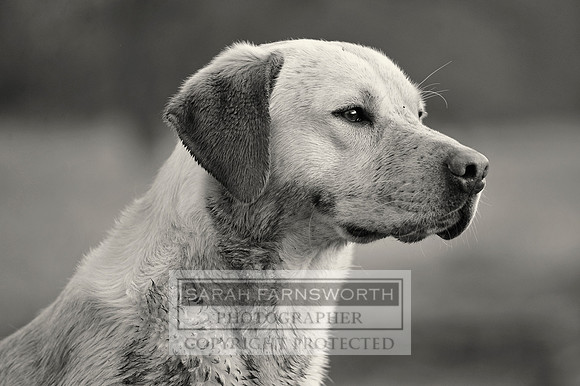 Drake 260214 CF1 397 bw