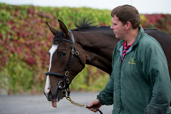Goffs Orby14 CF1 141