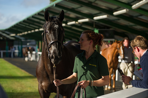 Goffs Orby14 CF7 436