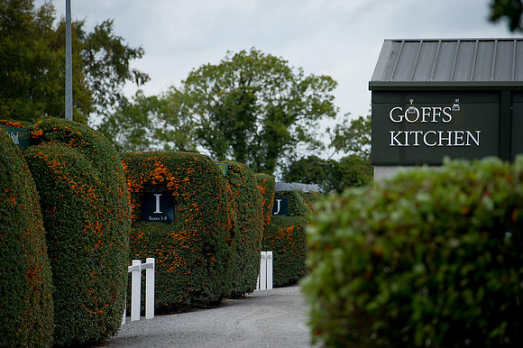 Goffs Orby14 CF5 380