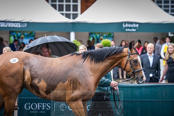 Goffs London Sale 2016-366
