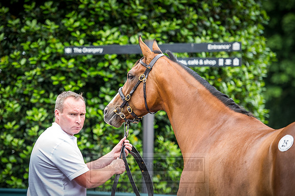 Goffs London Sale 2016-90