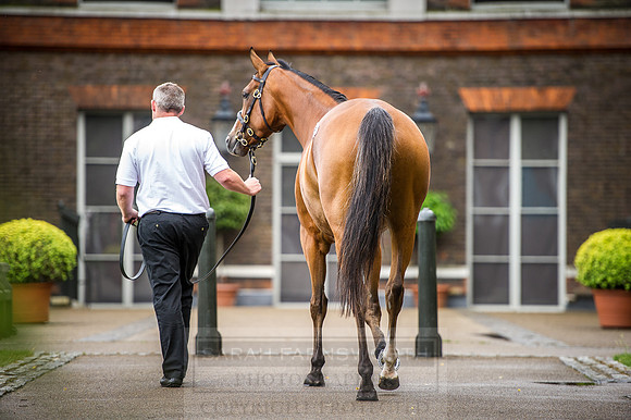 Goffs London Sale 2016-87