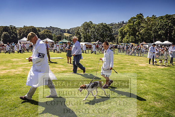 Rydal Hound Show 2022-114