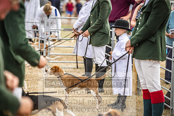 Honiton Hound Show 2022-49