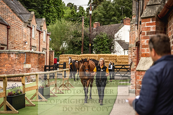 Goffs Yorton Sale 2022-76