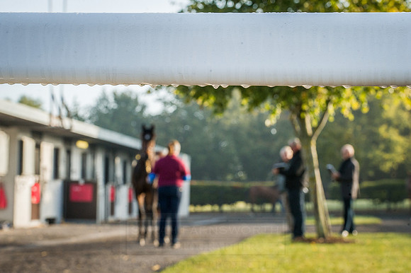 Goffs Orby 2015 -457